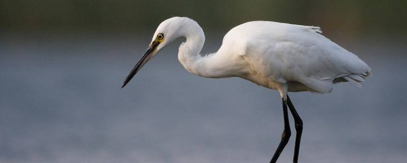 白鹭腿有多长 白鹭腿长多少