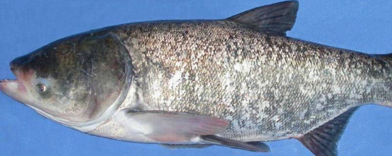 白鲢鱼刺多吗（大白鲢鱼刺多吗）