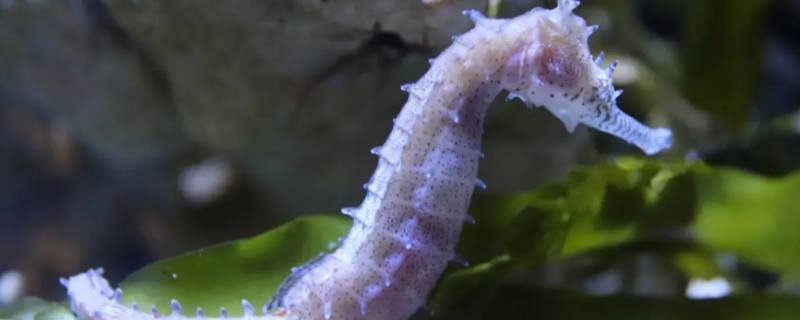 海马公的生还是母的生（海马生子是公的生,还是母的生）