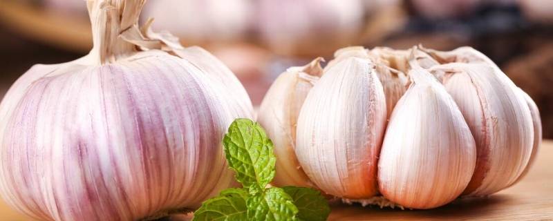 大蒜越冬要盖草吗（大蒜为什么要盖草）