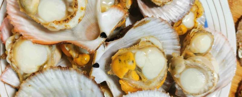 扇贝一晚上没放冰箱会不会死（扇贝冰箱放一晚上会不会坏）