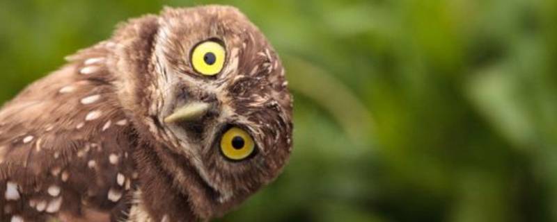 猫头鹰的特点和本领（猫头鹰的特点和本领 怎么写）