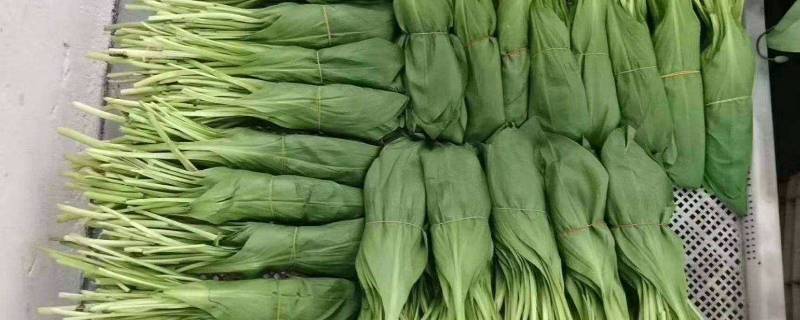 茗荑菜是什么 茗荑菜是什么科植物