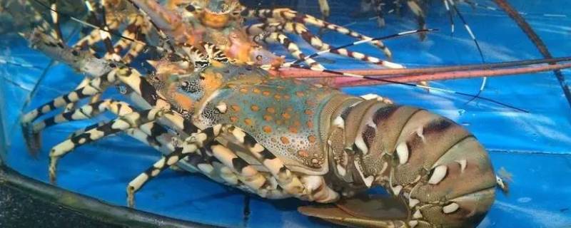 大龙虾能放多久 大龙虾能放多久不死