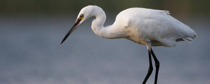 白鹭的长喙有多长（白鹭的长喙有多长举例说明）