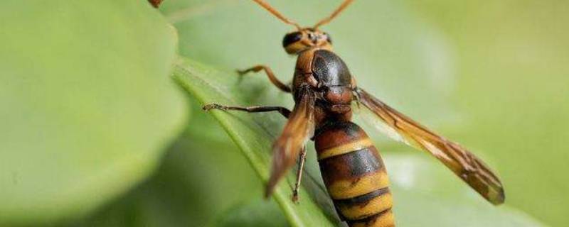 晚上关灯马蜂会乱飞吗 马蜂喜欢在有灯的地方飞吗