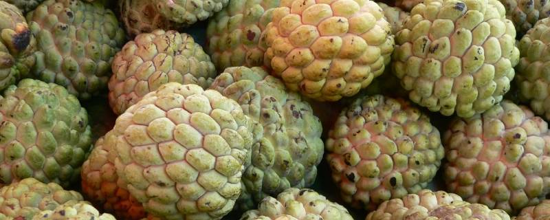 佛头果是什么 佛头果是什么水果