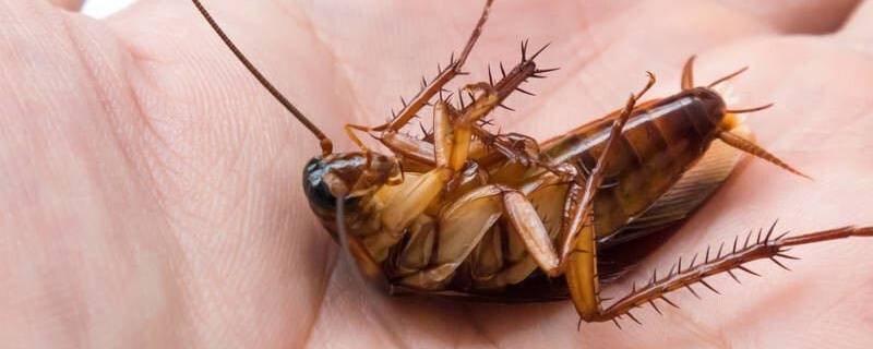 怎么能把蟑螂消灭干净 怎么才能把蟑螂消灭干净