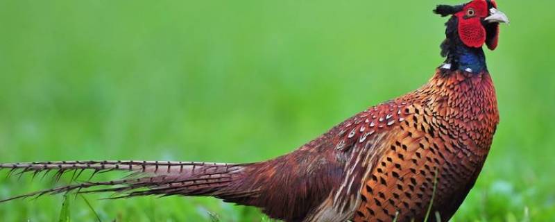 环颈雉是保护动物吗（环颈雉是不是保护动物）