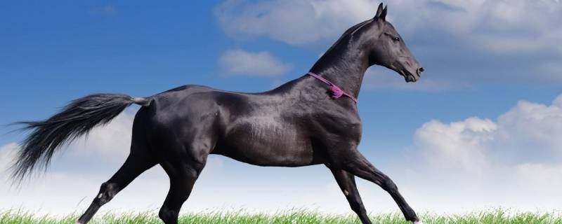 马睡觉是站着还是趴着（马睡觉是站着还是趴着的故事）