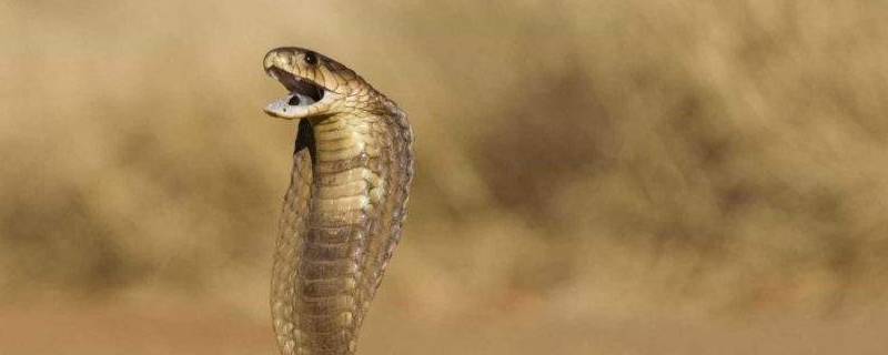 蛇吃蜘蛛吗 玉米蛇吃蜘蛛吗