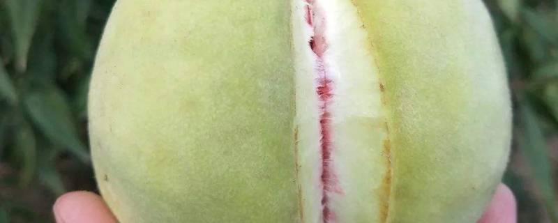 裂桃是一个品种吗（裂纹桃子品种）