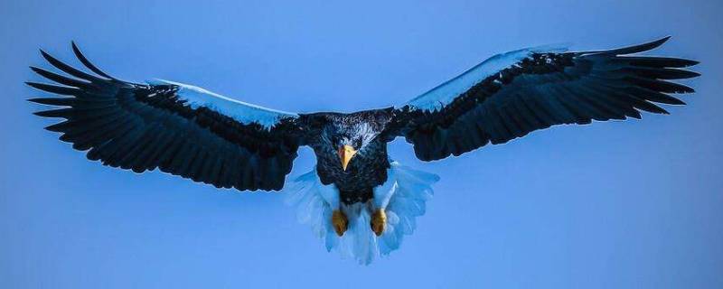 老鹰会游泳吗 老鹰会游泳吗?