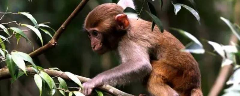 灵长类动物有哪些 灵长类动物有哪些?