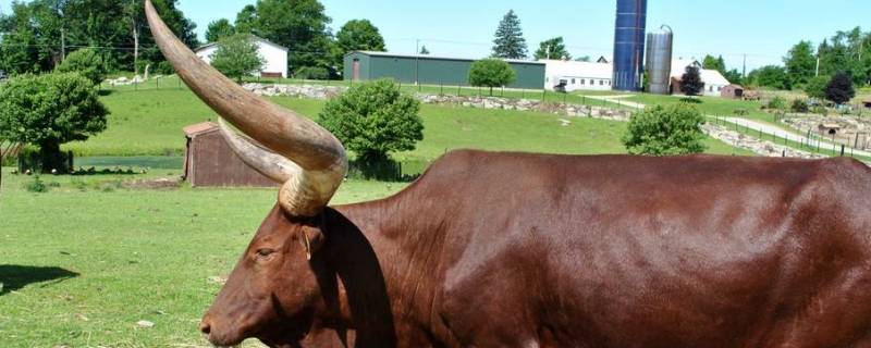 公牛头部长有什么 公牛头部长有多少