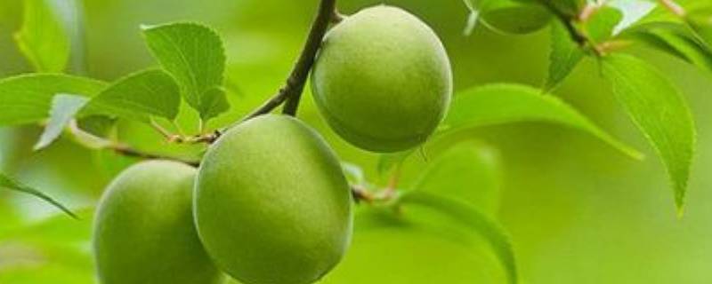 酵素梅是什么东西做的 酵素梅是什么做的?