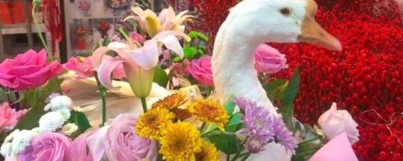 鲜花配大鹅是什么意思 花鹅和白鹅的区别