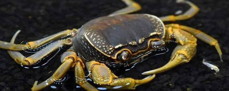 冬天可以把螃蟹放外面吗 螃蟹可以放在外面多久