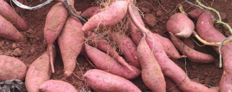 红薯在太阳下晒几天会比较甜（红薯晒太阳晒多久才甜）