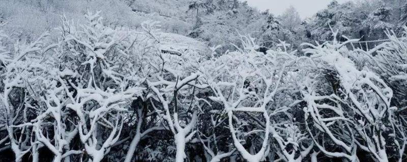 雪是什么状态的（雪是什么状态的?）
