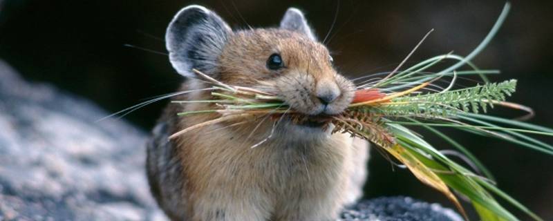 老鼠的特征 老鼠的特征是什么样的