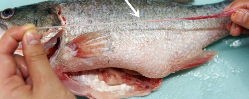 鲤鱼腥线在哪个位置 鲤鱼的那条腥线怎么样查找