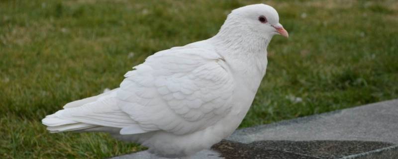 鸽子晚上靠什么导航 鸽子靠什么来导航