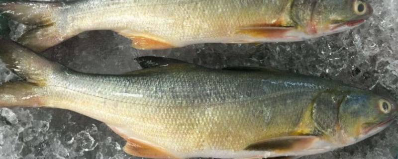 同乐鱼是什么鱼（同乐鱼还叫什么）