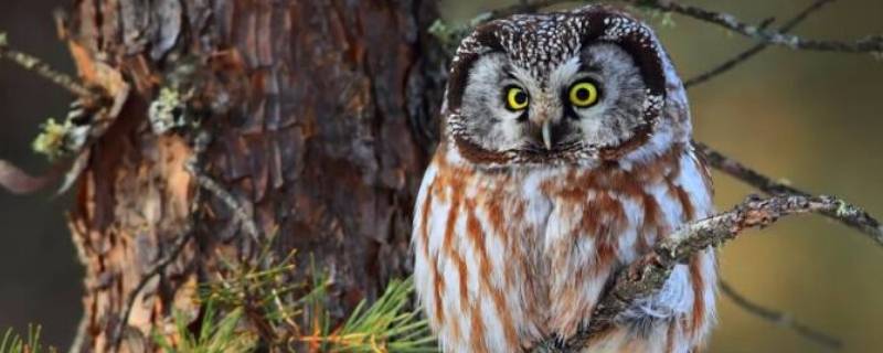 猫头鹰睡觉时眼睛是什么状态 猫头鹰是睁着眼睡觉吗