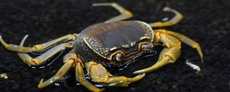 冬天吃母螃蟹还是公螃蟹 冬天吃螃蟹公的好还是母的好