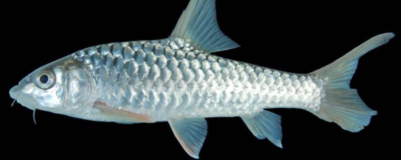 鱼买回来放冷藏还是冷冻（鱼冷藏还是冷冻保存）