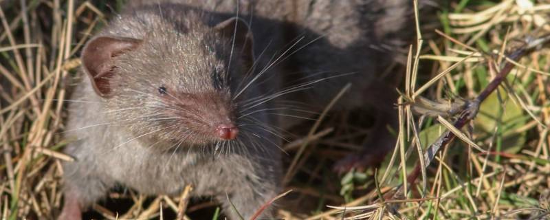 和老鼠长得很像的叫什么（和老鼠长得很像的叫什么猪）