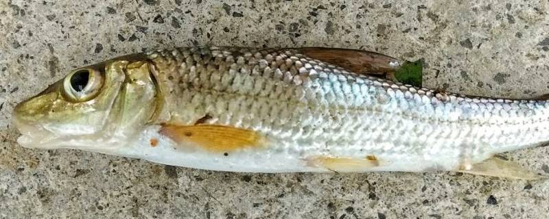 重唇鱼又叫什么鱼 重唇鱼是什么鱼