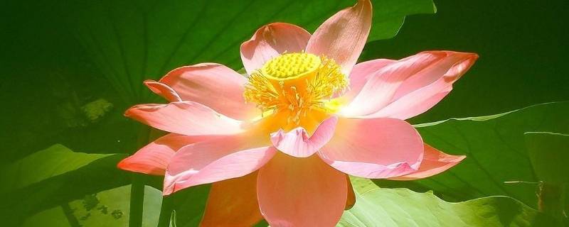 荷花为什么叫芙蓉（荷花为什么叫芙蓉花）