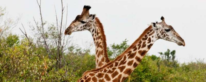 长颈鹿属于哪个科类 长颈鹿是哪科类动物