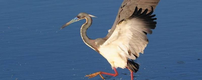 白鹭的分类 白鹭的分类和不同类型的区别