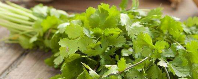 香菜放冰箱能放多久 香菜怎样放冰箱保存时间长
