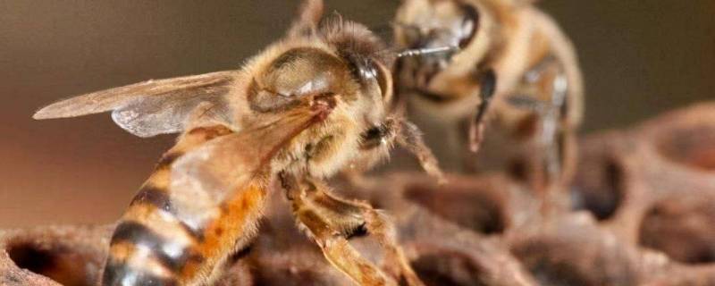买一只蜂王就可以引来蜜蜂吗（单买到一只蜂王怎样养蜜蜂）