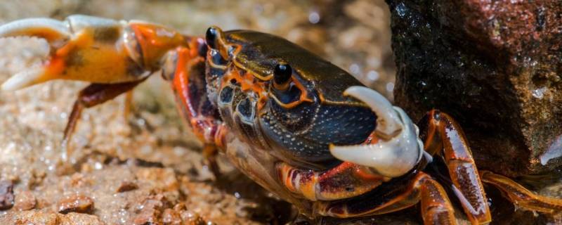 螃蟹怎么区分公母 螃蟹如何区分公母