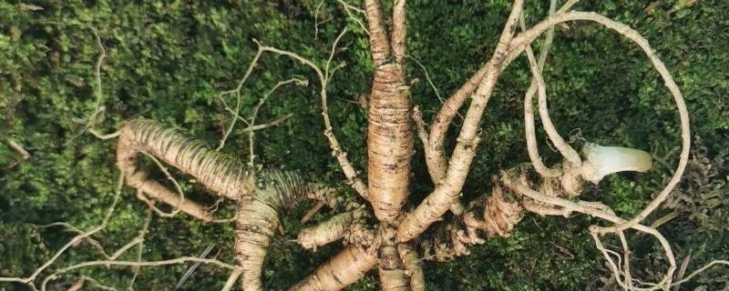 山参有保质期吗（山参有保质期限吗）