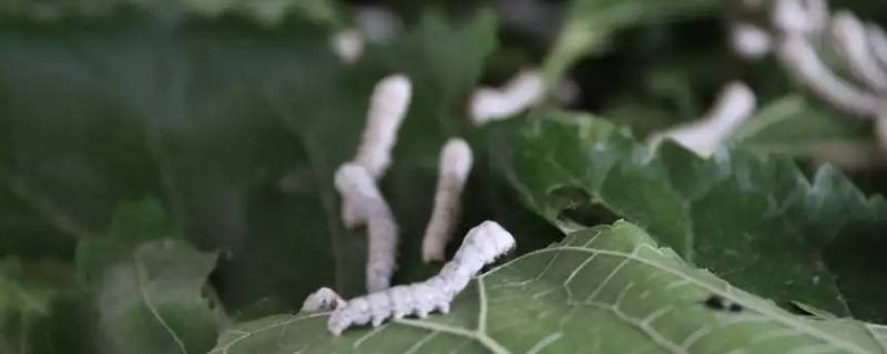 什么又名桑蚕（什么又名桑蚕,以桑叶为食料）