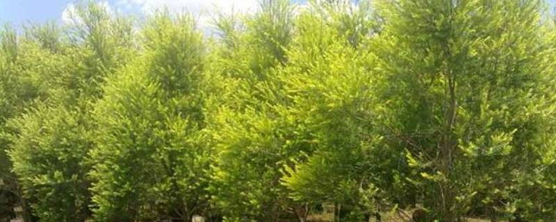 香柳是什么（香柳是什么菜）