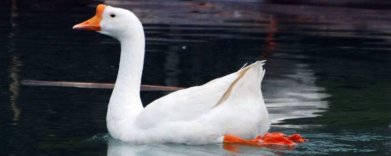 鹅怎么叫 鹅怎么叫的声音播放