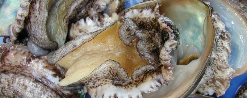 清洗好的鲍鱼怎样保存 鲍鱼怎么清洗保存方法