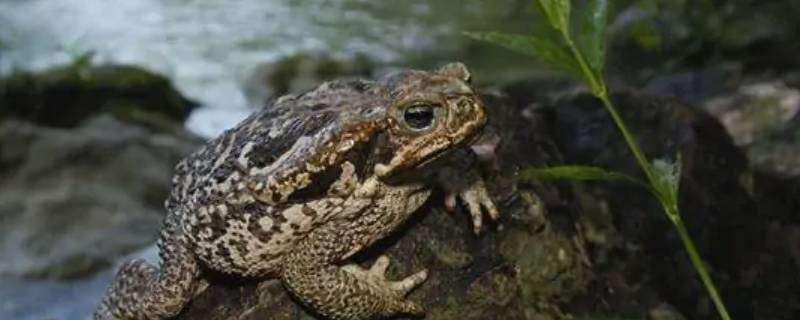蛤蟆放水里能活几天 蛤蟆离开水能活多久