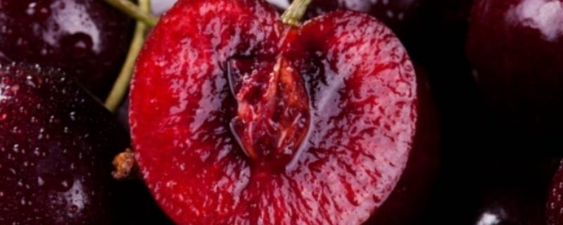 桑提娜车厘子是红车还是黑车（红车跟黑车厘子）