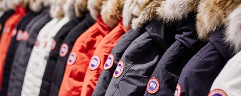 大鹅是什么绒（大鹅是什么绒毛）