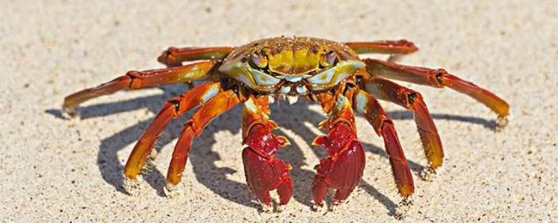 如何保存大闸蟹存活（怎样保存活大闸蟹）