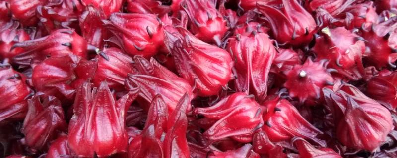 玫瑰茄和玫瑰花的区别（玫瑰茄和玫瑰花的区别的功效与作用）