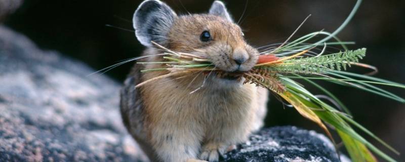 老鼠爱吃什么诱饵 老鼠用什么诱饵